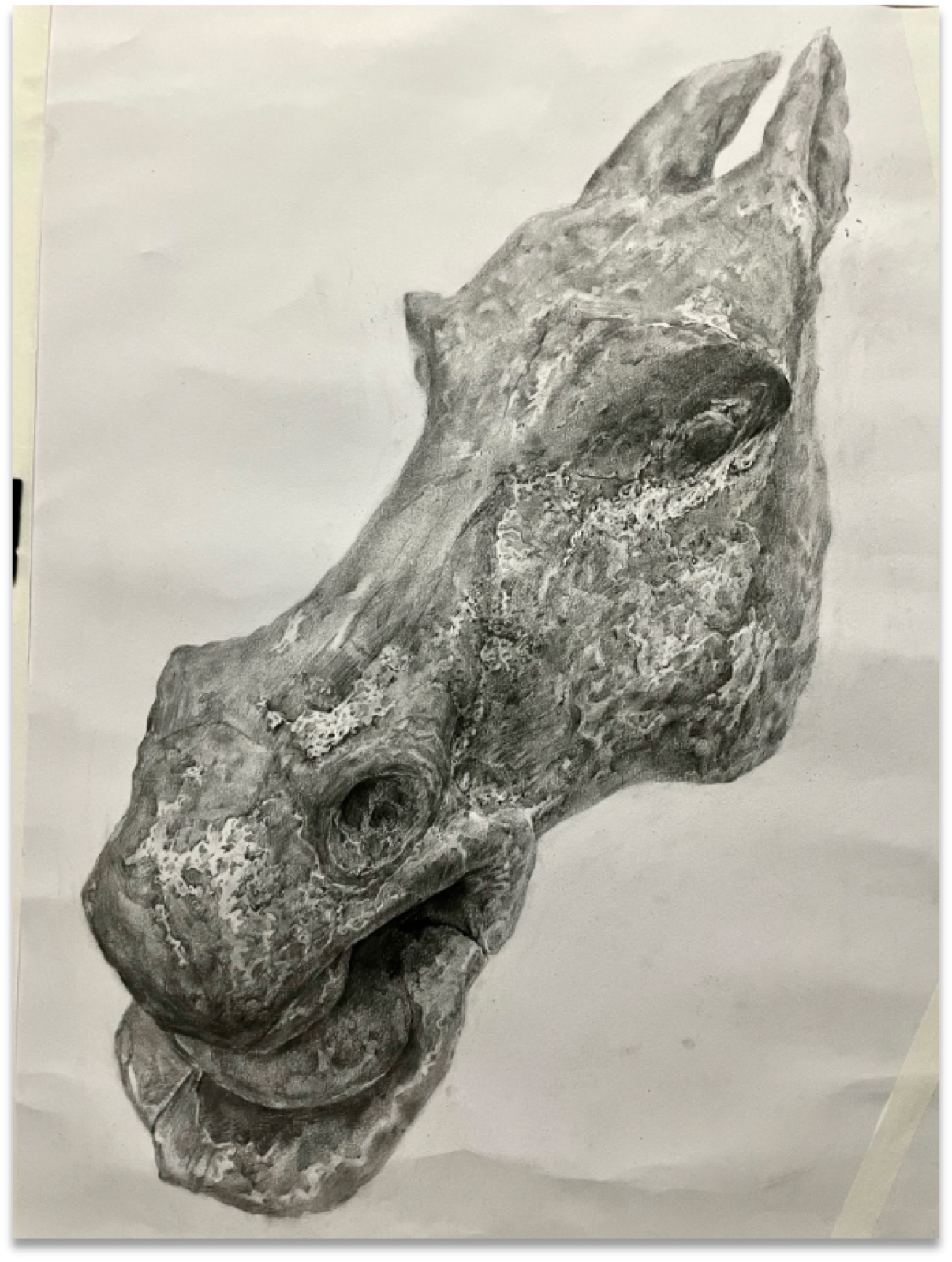 Charcoal observational study of a horse head